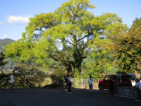 IMG_0008